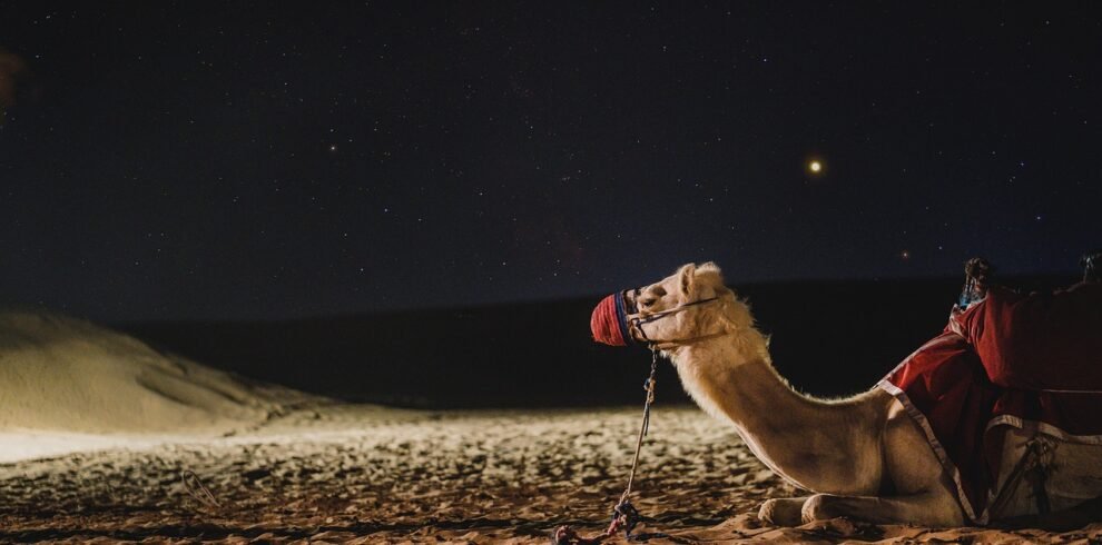 camel, galaxy, dubai-4948299.jpg