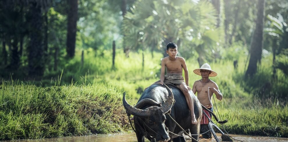 water buffalo, riding, farm-1807517.jpg